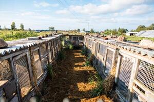 A row of wooden rabbit cages with wire mesh doors and corrugated metal roofs, arranged along a straw covered pathway in an outdoor rural area. photo