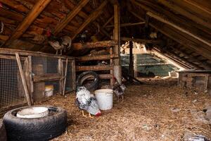 Rustic barn interior with slanted wooden roof, rabbit cages on the left, free roaming chickens, hay on the floor, and scattered tools and materials. photo