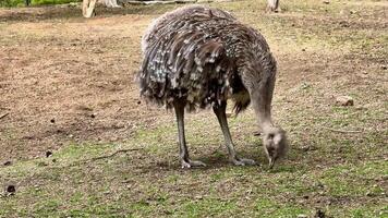 The ostrich forages for food in its natural habitat, showing its behavior and instincts photo