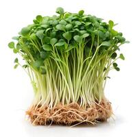 Roots Attached Watercress Angled Front View Photo on White Background