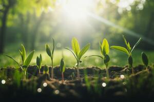Emerging Seedlings Reaching for Sunlight in Spring Representing New Life and Growth in Nature photo