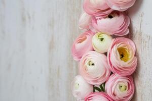 Elegant Pink Ranunculus Flowers on Rustic White Wood Background Perfect for Spring and Summer Projects and Romantic Designs photo