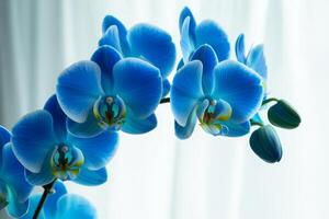 Stunning Blue Orchid Blossom Display a Symbol of Beauty and Elegance in Floral Arrangement Photography photo