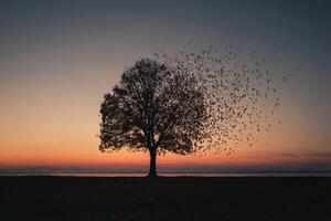 Tree silhouetted against a sunset with birds flying away, creating an ethereal atmosphere at dusk photo