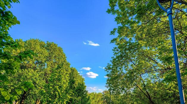 A tree-lined street with a clear blue sky. The sky is dotted with clouds, and the trees are lush and green. The scene is peaceful and serene, with the sunlight filtering through the leaves photo