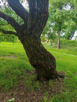 A tree with a trunk that is brown and has a lot of bark. The tree is in a grassy area photo