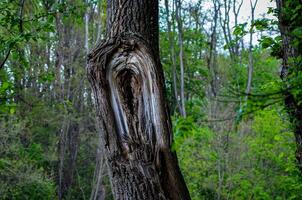 A tree with a large hole in it. The hole is surrounded by a white ring. The tree is in a forest with green leaves photo