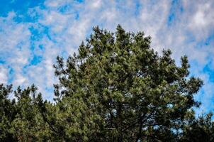 A tree with green leaves is in the middle of a blue sky. The sky is partly cloudy, but the tree is still visible photo