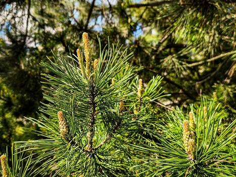 A tree with green leaves and brown buds. The buds are in the middle of the tree and are not fully open photo