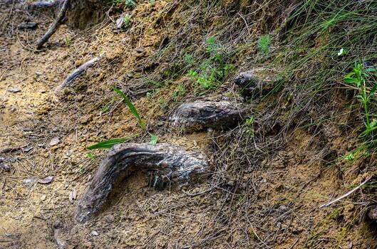 un rocoso ladera con un grande Iniciar sesión pega fuera de el suelo. el Iniciar sesión es rodeado por suciedad y rocas foto