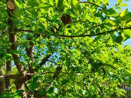 A tree with green leaves and a few plums hanging from it. The tree is full of life and the plums are ripe and ready to be picked photo