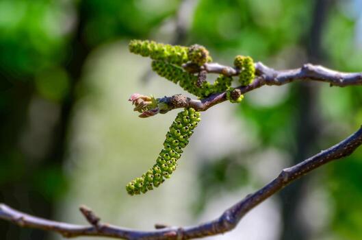 A branch with green leaves and buds. The branch is on a tree photo