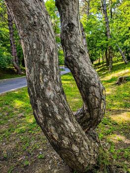 A tree with a twisted trunk is growing in a forest. The trunk is very thick and has a lot of bark. The tree is surrounded by grass and other trees photo