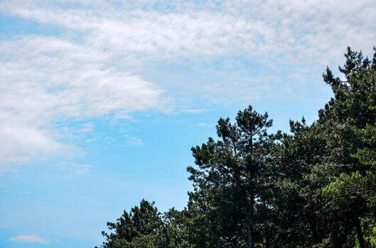 A tree covered forest with a clear blue sky. The sky is filled with clouds, but the trees are still visible photo