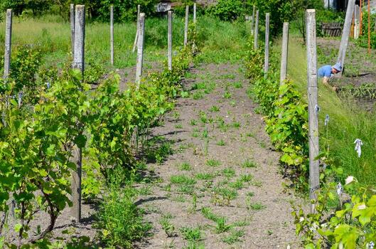 A man is working in a vineyard. The vines are green and the ground is brown photo