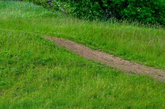 A grassy field with a dirt path leading through it. The path is marked by a small patch of dirt photo