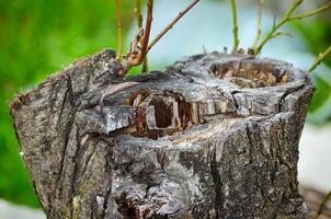 A tree stump with a hole in it. The stump is old and has a lot of moss growing on it. The hole in the stump is large and has a small insect crawling out of it photo