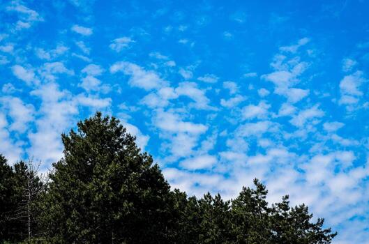 A clear blue sky with a few clouds and a few trees. The sky is very bright and the trees are green photo
