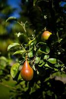 Ripe pears hanging on a tree with lush green leaves in natural sunlight photo