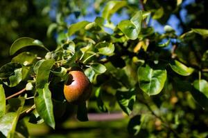 Ripe pear on tree branch with lush green leaves in sunlight photo