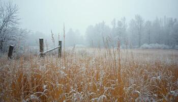 Snowy Field with Grasses, Fence, and Trees. photo