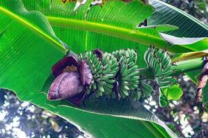 Close up of Musa acuminata tree with a cluster of unripe green bananas and large purple inflorescence. Ideal for tropical agriculture visuals, food studies, and botanical design themes photo