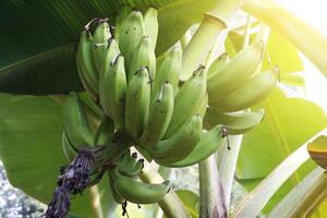 close-up banana bunch in natural banana garden background, green banana is a tropical fruit. photo