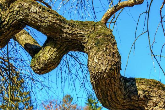 Texture of the bark of Styphnolobium japonicum, commonly known as the pagoda tree. Blue sky background photo