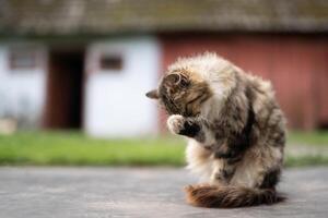 - a beautiful fluffy cat washes itself in the yard photo