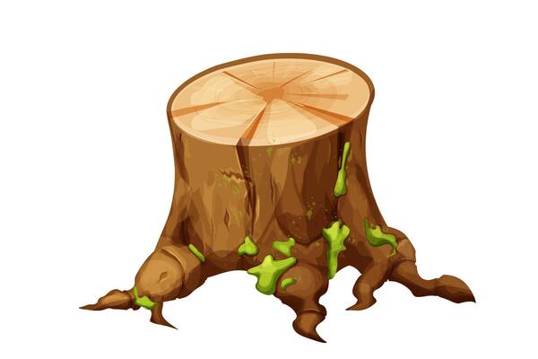 Wooden old stump forest tree trunk with roots, moss cut section isolated. Plant detailed.