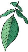 Walnut tree green leaves botanical illustration vector