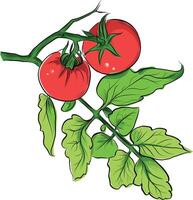 Tomato plant branch with ripe red fruits illustration vector