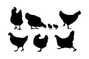 silhouettes of chickens and baby chicks set collection vector