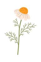 Chamomile Flowers Branch vector