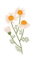 Chamomile Flowers Branch Illustration vector