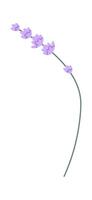 Lavender Flowers Brunch Flat Illustration vector
