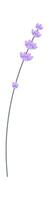 Lavender Flowers Brunch Hand Drawn Icon vector