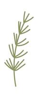 Dill Fragrant Herb vector