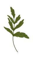 Wildflowers Leaves On Brunch vector