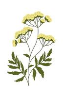 Tansy Wildflowers With Leaves vector