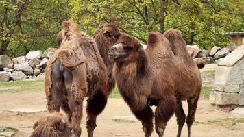A captivating scene showcasing Bactrian camels in a natural setting, highlighting their unique beauty. video