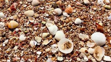 A stunning view of beautiful sea shells scattered on a sandy beach, capturing the essence video