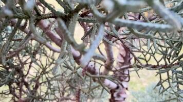 A close up of a tree with many branches video