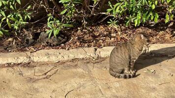 Playful and adorable cats can be seen lounging peacefully in the beautiful nature among lush greenery and warm sunlight video