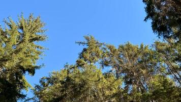 A view of tall trees in a forest video