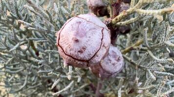 A close up of a plant with a bunch of fruit video