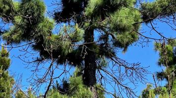 A pine tree with no leaves on it video