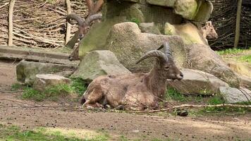 Wild mountain goats can often be seen peacefully lounging in their beautiful natural habitat environment video
