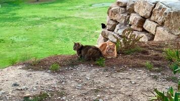 In a charming outdoor scene, two adorable cats are happily lounging next to a weathered stone wall amidst lush greenery video