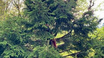 A daring and adventurous climber skillfully navigates the dense branches of a tall evergreen tree with determination video
